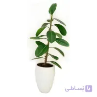 گیاه فیکوس سبز