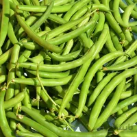 بذر لوبیا سبز