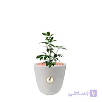 گیاه طبیعی شفلرا آمیت کوچک گلباران