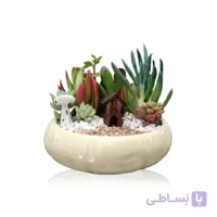 مجموعه ساکولنت در گلدان بونسای سرامیکی رنگی