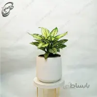 سفارش گل آنلاین – آگلونما سفید طرح A-021