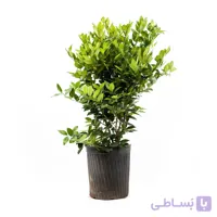 درختچه یاس هلندی | سایز متوسط