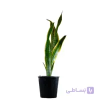 گیاه سانسوریا سایز متوسط