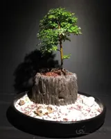 بونسای تک درخت نارون