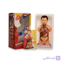 مولاژ نیم تنه انسان مدل عروسکی