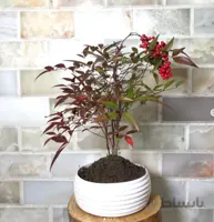 گیاه ناندینا ( گیاه فضای باز ناندینا )