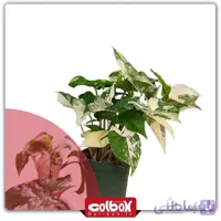 گل سینگونیوم سفید ابلق