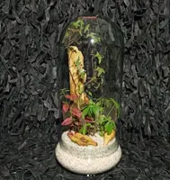 تراریوم گنبد (مینا)