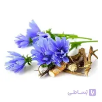 بذر کاسنی