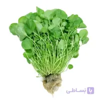 بذر شاهی برگ پهن