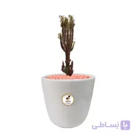 گیاه طبیعی افوربیا قرمز بزرگ گلباران