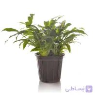 گیاه آپارتمانی اسپاتی فیلوم ارتفاع 40 سانتی متر