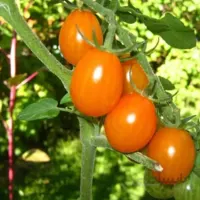 بذر گوجه زیتونی نارنجی درختی