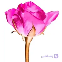 بذر گل سیکلامن گلبرگ دوتایی میکس
