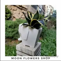 گلدان بتنی فیل همراه با سانسوریا بلک گلد ا Black gold sanseveria with concrete vase