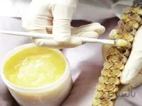 معجون تقویت سیستم ایمنی و جسمی در مقابل کرونا و سرماخوردگی ( ژل رویال ایرانی و عسل مرغوب ) نیم کیلویی ا معجون تقویت سیستم ایمنی و جسمی در مقابل کرونا و سرماخوردگی ( ژل رویال ایرانی و عسل مرغوب ) نیم کیلویی