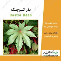 بذر کرچک Castor Bean