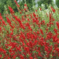 بذر درختچه به ژاپنی