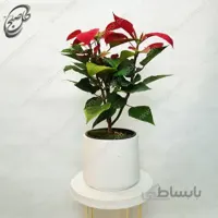 سفارش گل آنلاین – بنت قنسول طرح B-021
