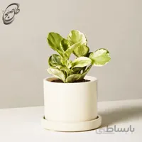 سفارش گل آنلاین – گل قاشقی -پپرومیا ابلق کوچک طرح P-011