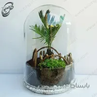 خرید گل آنلاین – تراریوم سیکاس طرح T-061