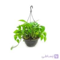 گیاه پوتوس