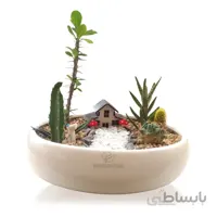 مجموعه کاکتوس در گلدان بونسای سفید ساده ارتفاع 22 سانتی‌متر