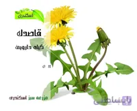 گیاه قاصدک