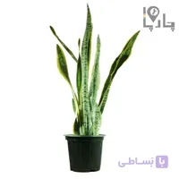 گیاه سانسوریا سایز بزرگ