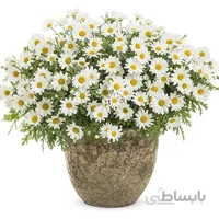بذر گل مارگریت