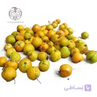 نهال زالزالك پيوندی