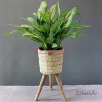 آگلونما سبز باگلدان حصیری