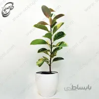 سفارش گل آنلاین – فیکوس الاستیکا ابلق طرح F-035 ( ارسال گل رایگان )