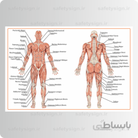 4605- آناتومی بدن – ماهیچه ها