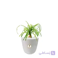 گیاه طبیعی لیندا کوچک گلباران