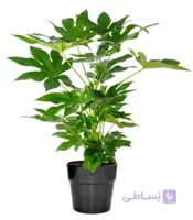 آرالیا سطل 4