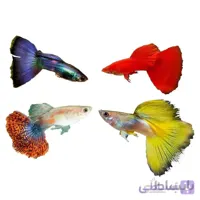 پک ماهی گوپی خاص