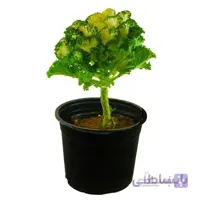 گیاه کلم زینتی سبز