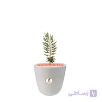 گیاه طبیعی کاکتوس اشک زلیخا کوچک گلباران