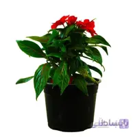 گل حنا (گل بی قرار)