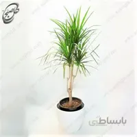 سفارش گل آنلاین – دراسنا پرچمی طرح D-024 (ارسال گل رایگان)