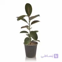 گیاه آپارتمانی فیکوس