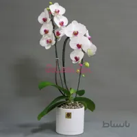 ارکیده سفید بنفش