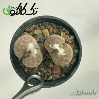 لیتوپس L0008065