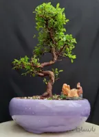 بنسای نارو هوکایدو ژاپنی ۱۸ ساله کلکسیونی ا Narvan bonsai