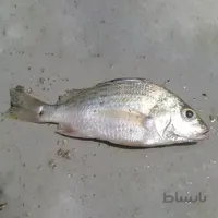 ماهی سنگسر
