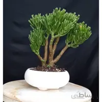 بونسای( بنسای) کراسولا گالوم ( سم اسبی) ا Cerssula argentea