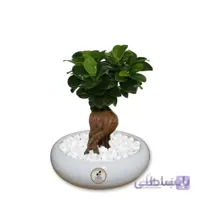 گیاه طبیعی بونسای فیکوس جینسینگ ، رتوزا مدل GNB1-FG1