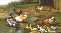 خرید آنلاین نخ و نقشه طرح مرغ و خروس و اردک کد 656