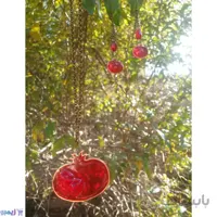 سرویس بدلیجات ناردونه قرمز